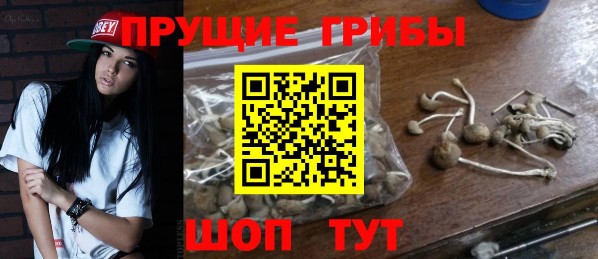 Галлюциногенные грибы Psilocybine cubensis  Вход с VPN  Пугачёв 